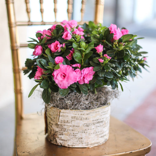 BLOOMING PLANT
