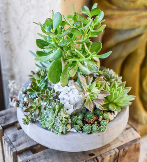 Succulent Mix