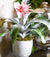 Bromeliad Aechmea Pink