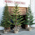 Third Year Seedling Trees