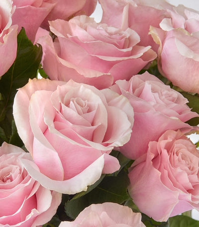 Modern, Low & Lush Valentine Roses