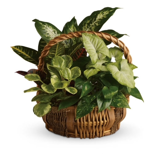 Green European Garden Basket