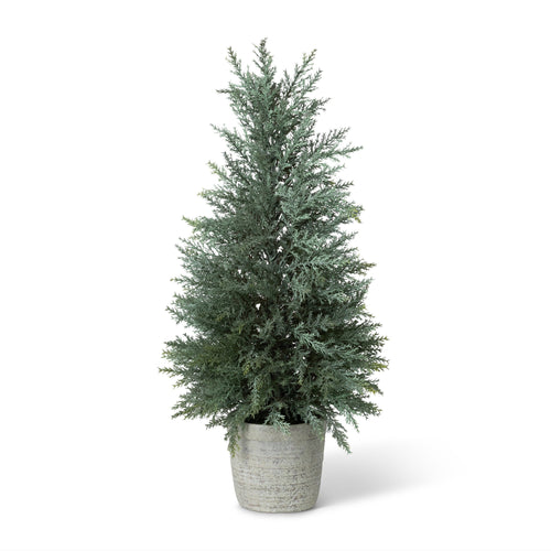 Juniper Cone Shrub in Pot
