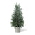 Juniper Cone Shrub in Pot