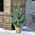 Burlap Wrapped Blue Spruce Seedling